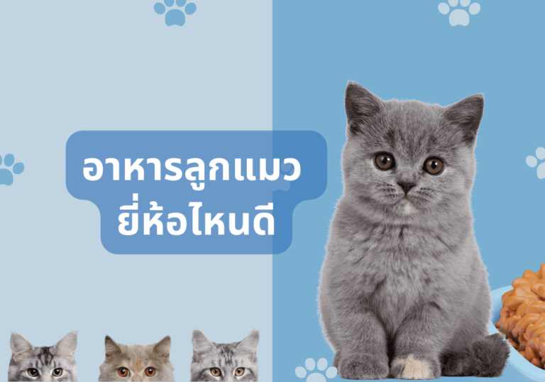 รีวิว 5 อันดับ อาหารลูกแมว ยี่ห้อไหนดี สารอาหารครบ ถูกใจเจ้านาย ฉบับปี 2023