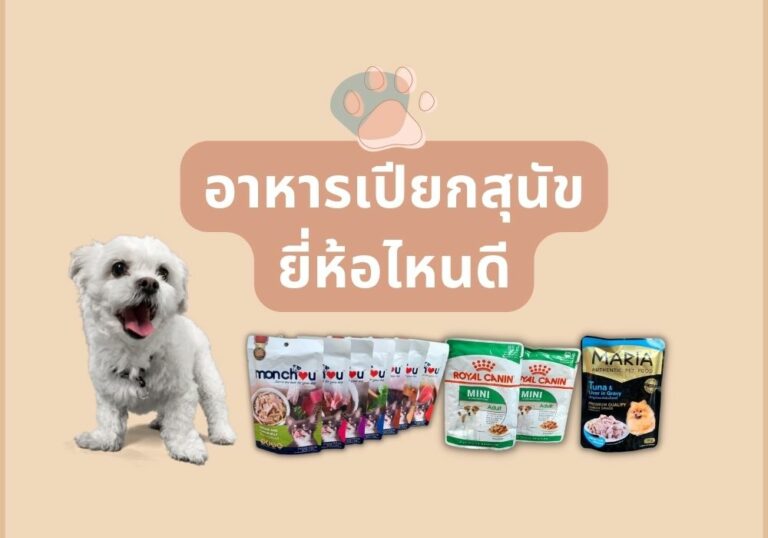 รีวิวแนะนำ 5 อาหารเปียกสุนัข ยี่ห้อไหนดี สำหรับน้องสุนัขตัวโปรด ฉบับปี 2024