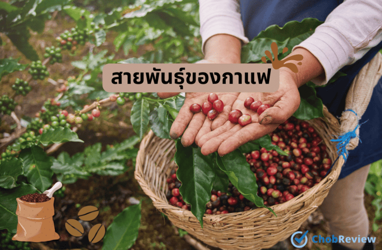 สายพันธุ์ของกาแฟ