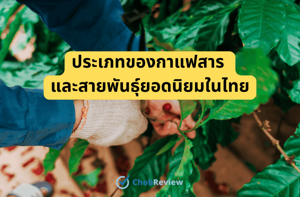 ประเภทของกาแฟสาร และสายพันธุ์ยอดนิยมในไทย